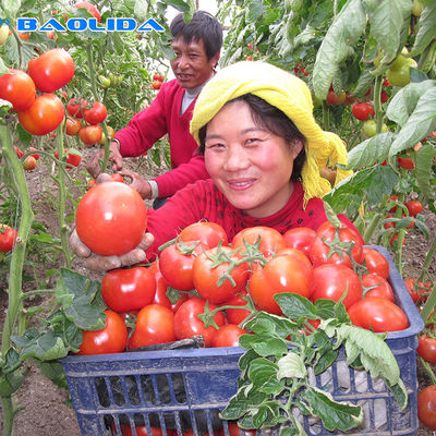 دفيئة فيلم بلاستيكي مضاد للتقطير بعرض 10 أمتار لزراعة الطماطم